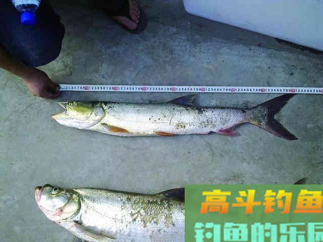 冬天钓翘嘴就用这种钓法 冬天钓翘嘴就用这种钓法