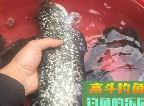 山鲶鱼的习性，垂钓需要注意的事项等
