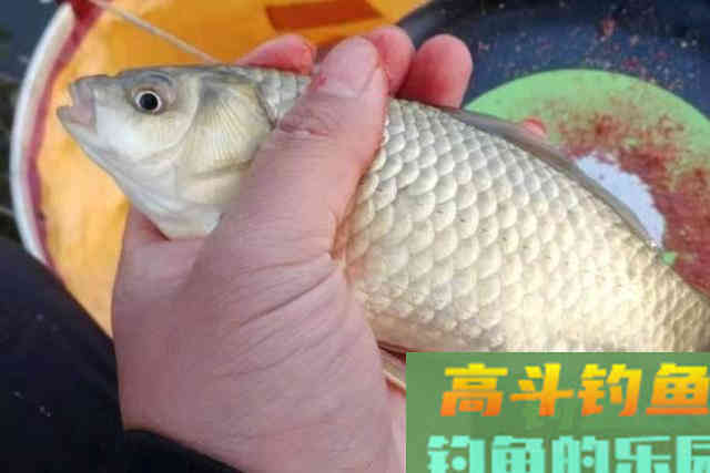 伏天到了就钓不到鲫鱼？别被忽悠了