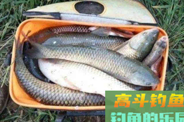 不吹不黑，治服草鱼唯独这钓法才最管用