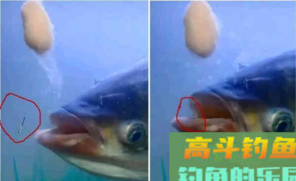 进入深秋后，鲢鳙还能钓不？要怎么钓