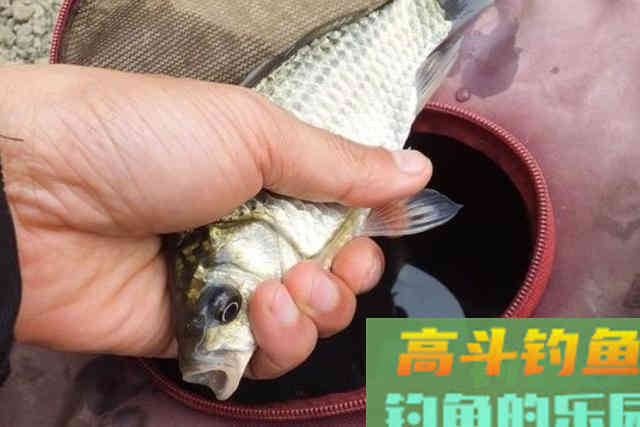 钓鲫鱼试试这种特色钓法，比玩手竿更过瘾