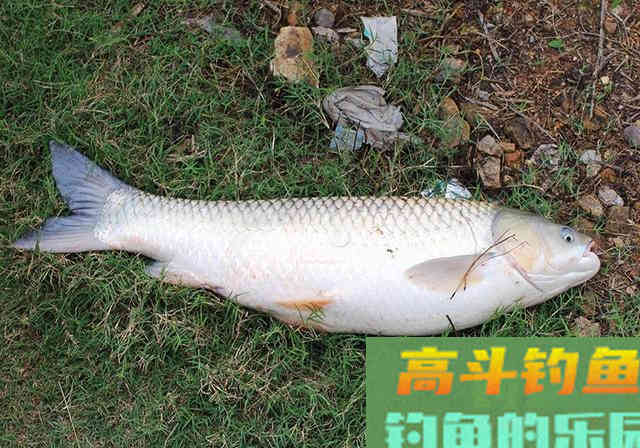 3条钓草鱼心得,掌握后,上鱼不是一般的快 3条钓草鱼心得,掌握后,上鱼不是一般的快