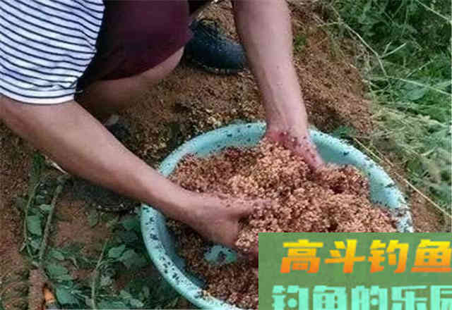 五至八度的冬天,到底还能不能钓到鲢鳙 五至八度的冬天,到底还能不能钓到鲢鳙
