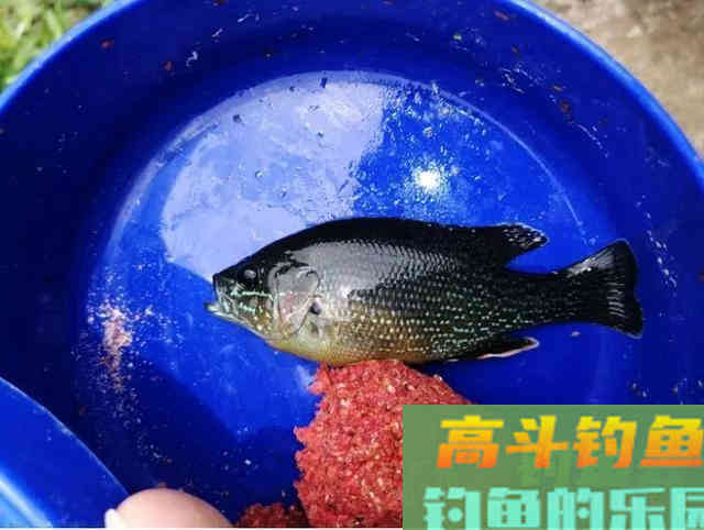 两小时钓80多条！小太阳鱼在北方多地泛滥