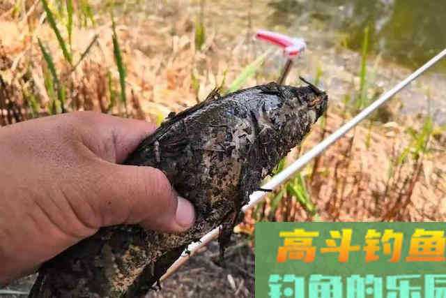 没料到用了这狠招,黑鱼就连杆了，老钓鱼人都甘拜下风