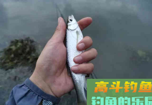 野钓白条技巧：抓住6个重点，你也能变成高手