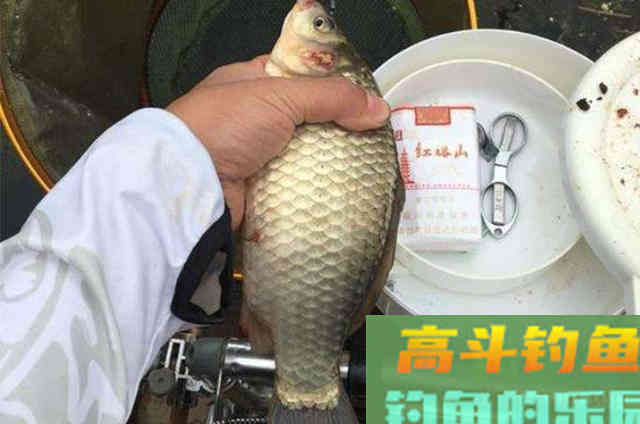 立冬之后，钓大鲫鱼时，需要钓友牢记在心的五字诀