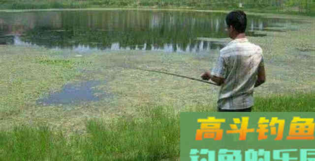 雷强黑鱼怎么钓？应该从鱼杆、拟饵、钓点、钓法入手