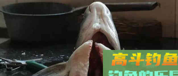 唯一一种鱼没牙齿贵的鱼，青鱼的无奈，四大家鱼中最难的一位
