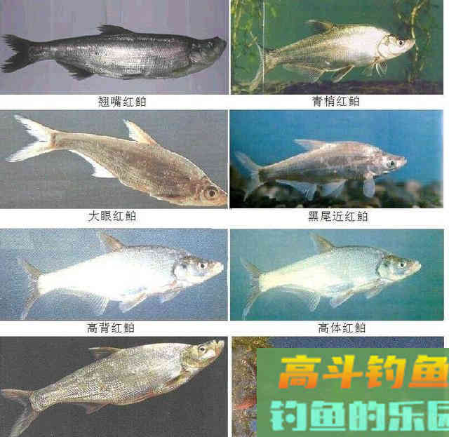 如何钓到蒙古红鲌？嘴巴地包天，俗称红尾巴