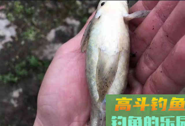 用这种笨办法，立刻区别土鲫、银鲫和工程鲫
