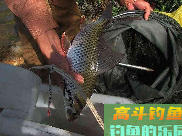 两斤的鲮鱼能切2.0的子线，这种鱼该如何垂钓？
