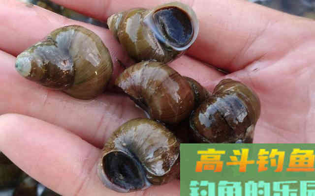 夏季如何垂钓青鱼