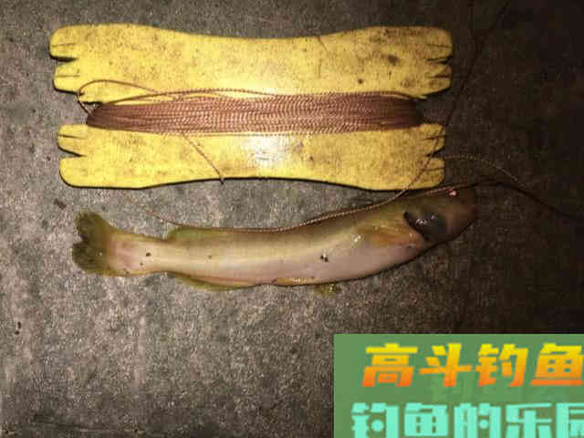 浑水钓黄颡的方法，特有效