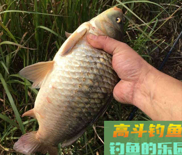活学活用这几个技巧,冬天用谷麦钓鲤鱼 活学活用这几个技巧,冬天用谷麦钓鲤鱼