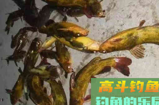 钓黄颡鱼的钓位选择和窝饵料技巧，轻松钓鱼