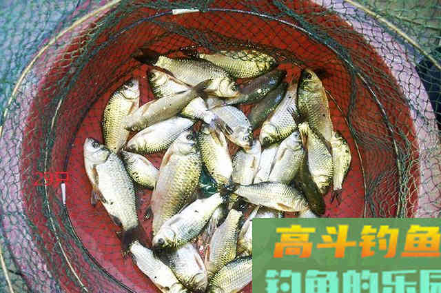 冬钓鲫鱼心得分享,掌握这些可提升渔获量 冬钓鲫鱼心得分享,掌握这些可提升渔获量