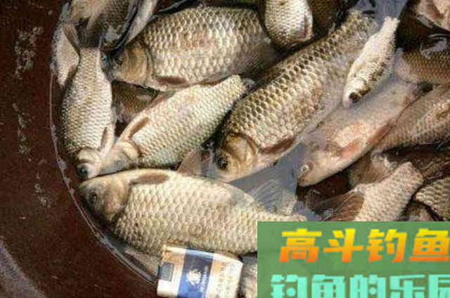 初冬钓大板鲫,多用2招,我的用钩技巧 初冬钓大板鲫,多用2招,我的用钩技巧