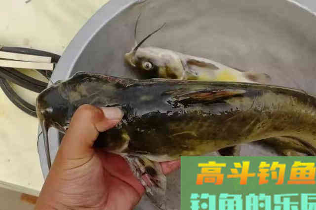 说实话，收拾黄辣丁我只服这钓法