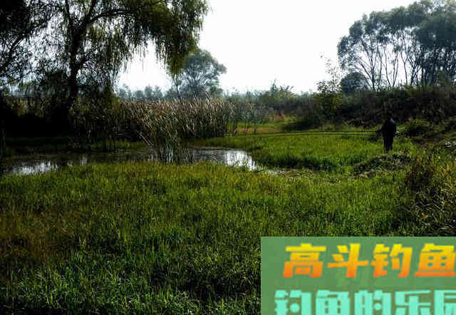 冬季钓鲫鱼你真的行吗？迟来的技巧