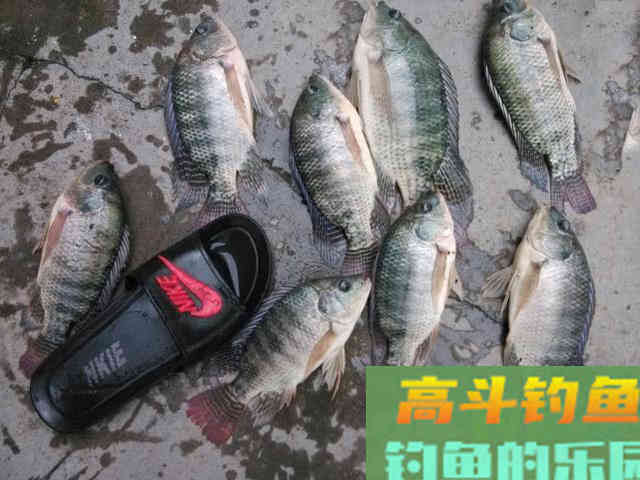 两广海南的钓鱼人,谈论钓罗非的技巧 两广海南的钓鱼人,谈论钓罗非的技巧