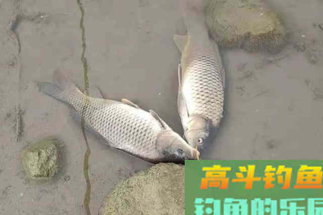 热天对付鲤鱼岂能三心二意，学会这些狠招