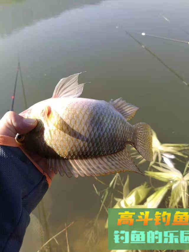 野钓大罗非最佳时机即将到来，饵料可自制
