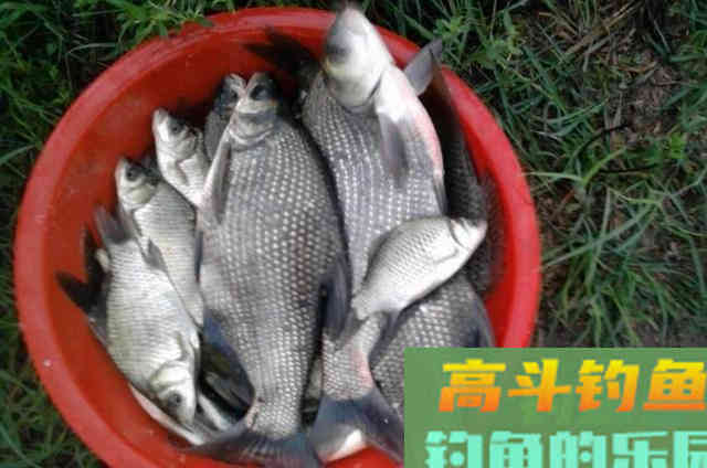 立秋过后,只要我用这鳊鱼钓法就爆护 立秋过后,只要我用这鳊鱼钓法就爆护