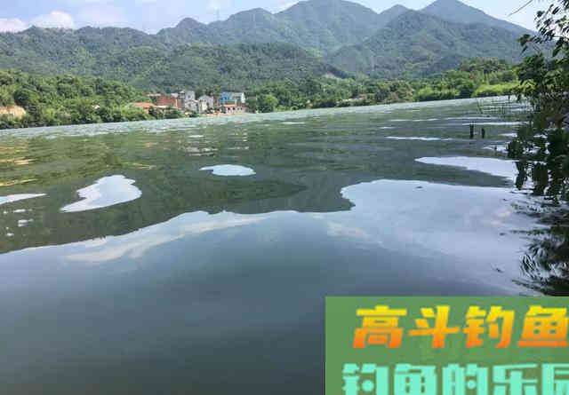 鲤鱼总是钓不多，一条就停口？做好这两点，才能把口续上
