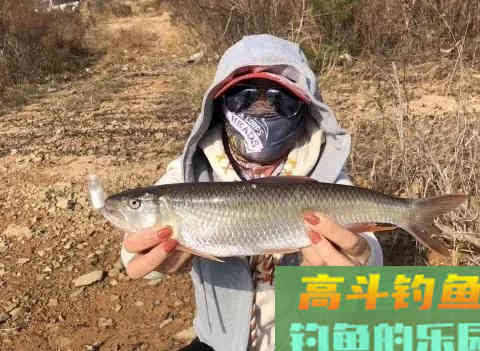 五彩斑斓桃花鱼,能在当今这个环境生存下来,确实实属不易 五彩斑斓桃花鱼,能在当今这个环境生存下来,确实实属不易