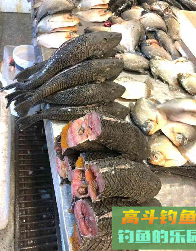 清道夫的钓与避,魔鬼的外表却是顶级食材 清道夫的钓与避,魔鬼的外表却是顶级食材