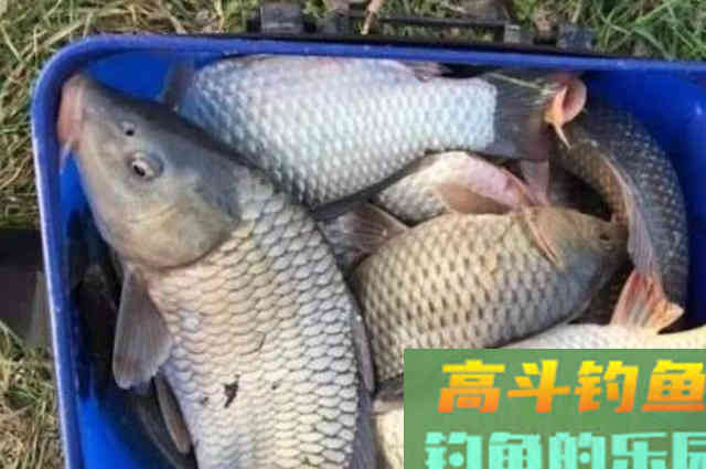 怪不得鲤鱼再大也得上钩！自从用了这钓法
