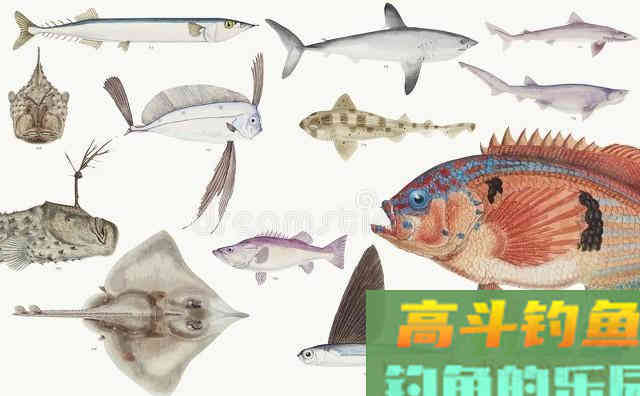 自83年出现过一次，鯮鱼已整整37年未见踪迹