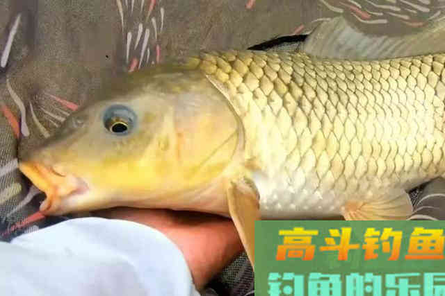 据说这钓法专攻大鲤鱼,每次抛竿入水都有口 据说这钓法专攻大鲤鱼,每次抛竿入水都有口
