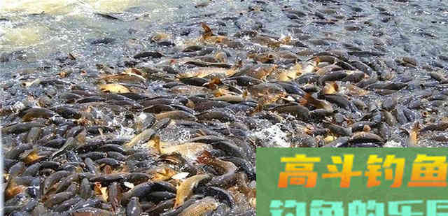 鲤鱼的力量！一场大水称霸澳洲河道，稻田
