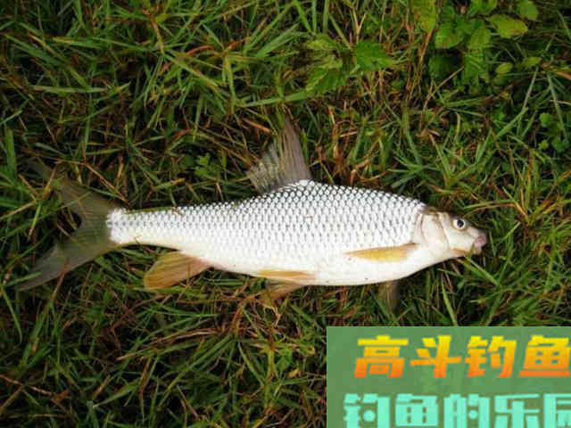 钓黄尾就用这两种钓法,漂尾抖动就提竿 钓黄尾就用这两种钓法,漂尾抖动就提竿