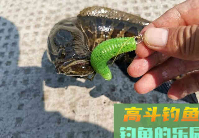 钓黑鱼的黄金季节要到了 钓黑鱼的黄金季节要到了