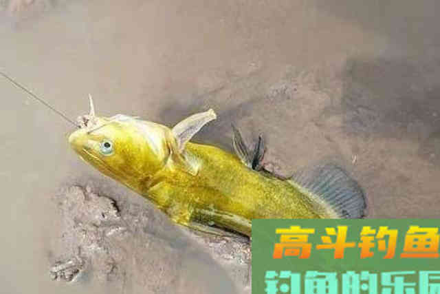 黄骨鱼这样钓太过瘾了,一周钓六次都不嫌多 黄骨鱼这样钓太过瘾了,一周钓六次都不嫌多