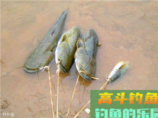 抛竿钓鲶鱼这几大要素，你全部都知道吗？
