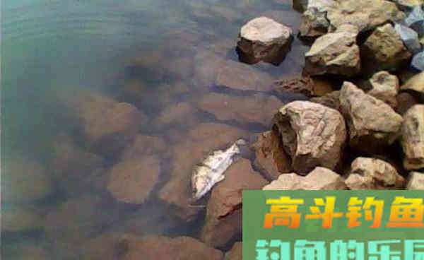 过了立冬手竿钓鳜鱼，就用这一招，简单效果不一般