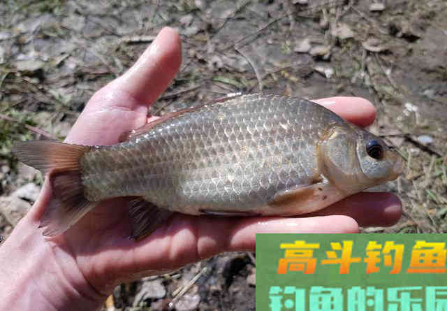 钓鲫鱼只能用短竿？野钓需灵活，打破常规方能收获惊喜