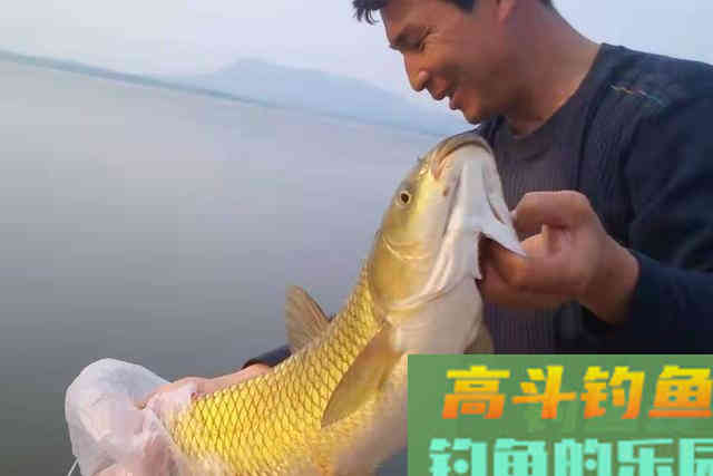 初秋时，我只需用好这草鱼钓法，连竿狂拔到手疼