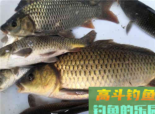 深秋降温还能不能钓到野生鲤鱼?老钓友教你两招,深秋野钓上鲤鱼 深秋降温还能不能钓到野生鲤鱼?老钓友教你两招,深秋野钓上鲤鱼