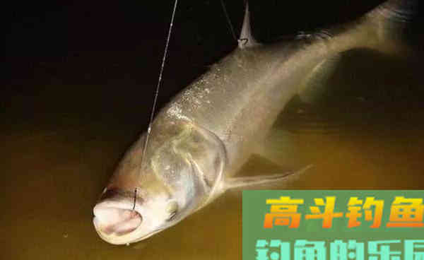 手竿钓鲢鳙:细分4个原因,避免有口不中鱼的提空竿 手竿钓鲢鳙:细分4个原因,避免有口不中鱼的提空竿