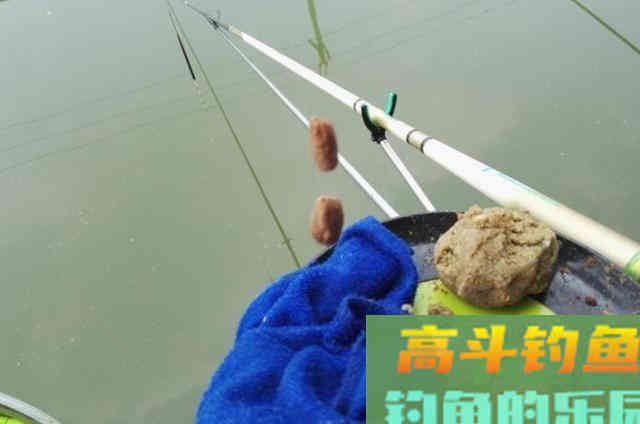 钓鲤鱼唯独这饵才靠谱，刚下竿就有口