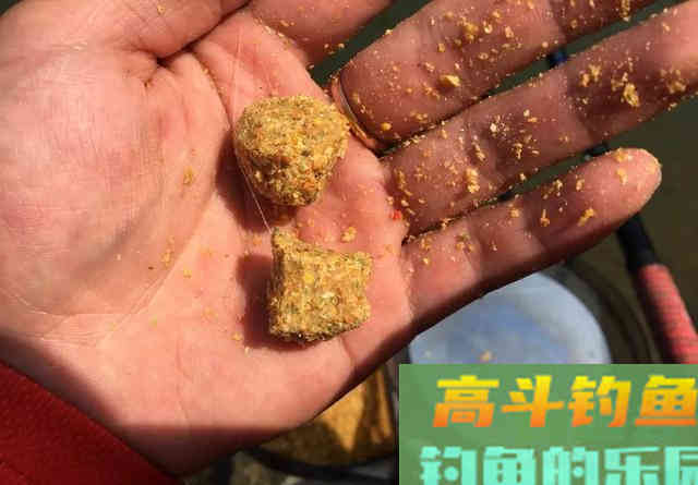 为何咬钩的都是小鲤鱼？是钓法不对，大鲤要有针对性