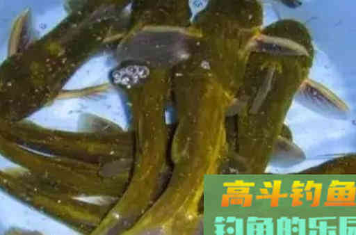 钓黄颡鱼的钓位选择和窝饵料技巧，轻松钓鱼