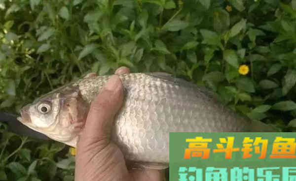 细说手竿传统钓的4大优势,秋钓鲫鱼狠招数 细说手竿传统钓的4大优势,秋钓鲫鱼狠招数