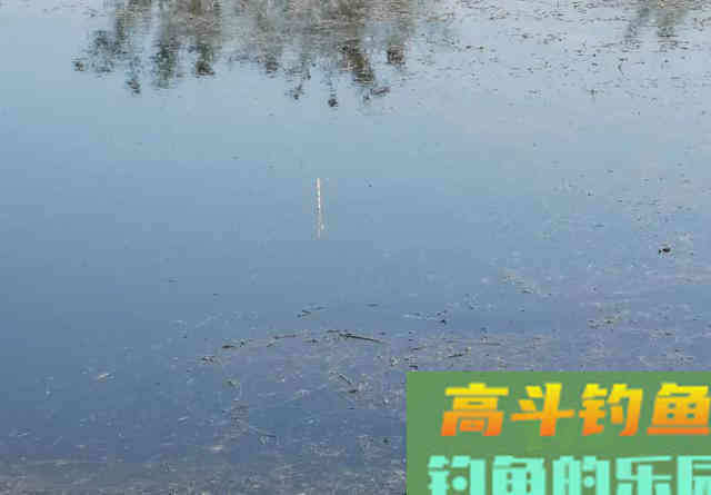 都知道钓鲫鱼要找水草,但很多人忽略了第二步 都知道钓鲫鱼要找水草,但很多人忽略了第二步